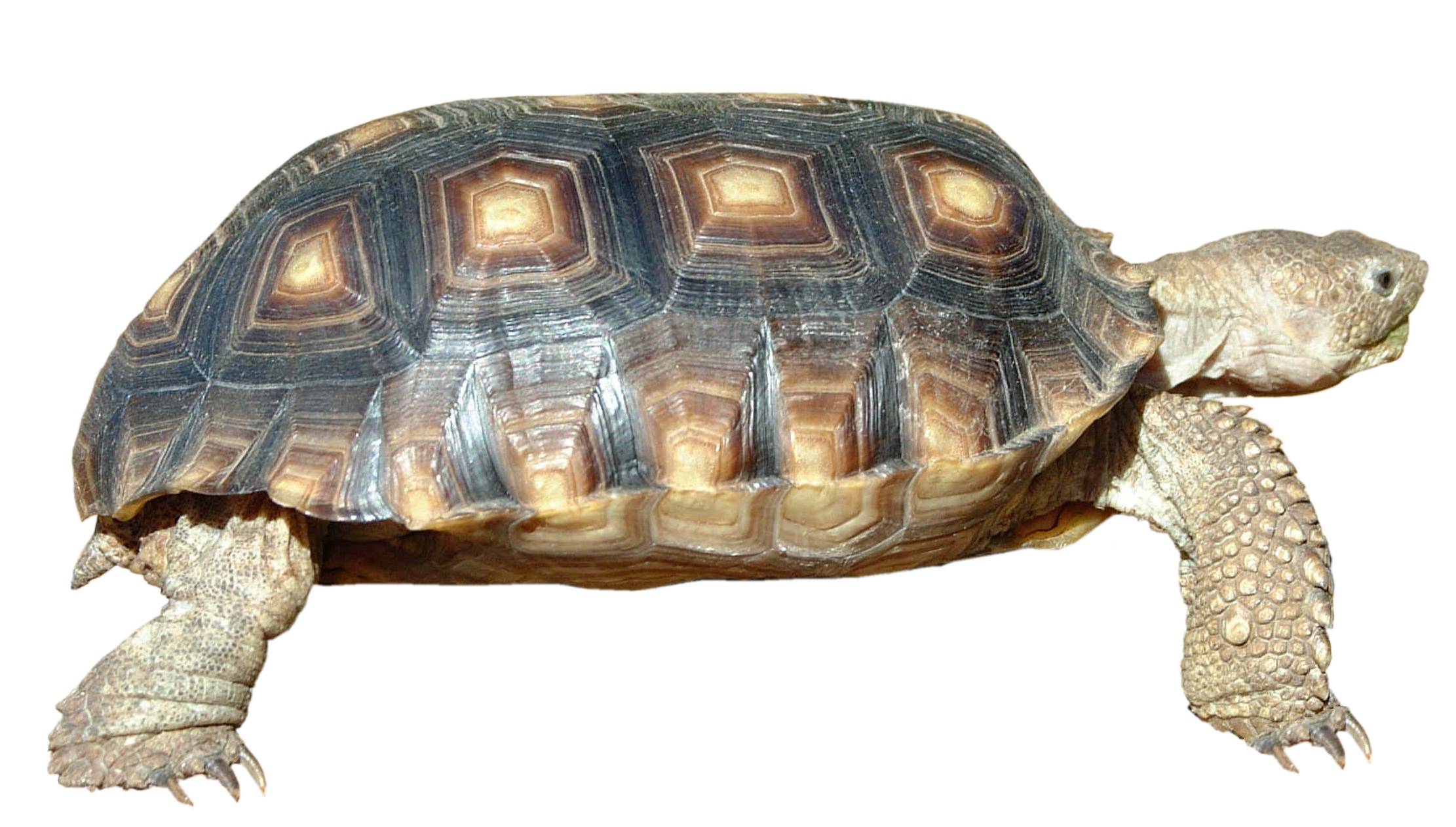 Turtle6.jpg